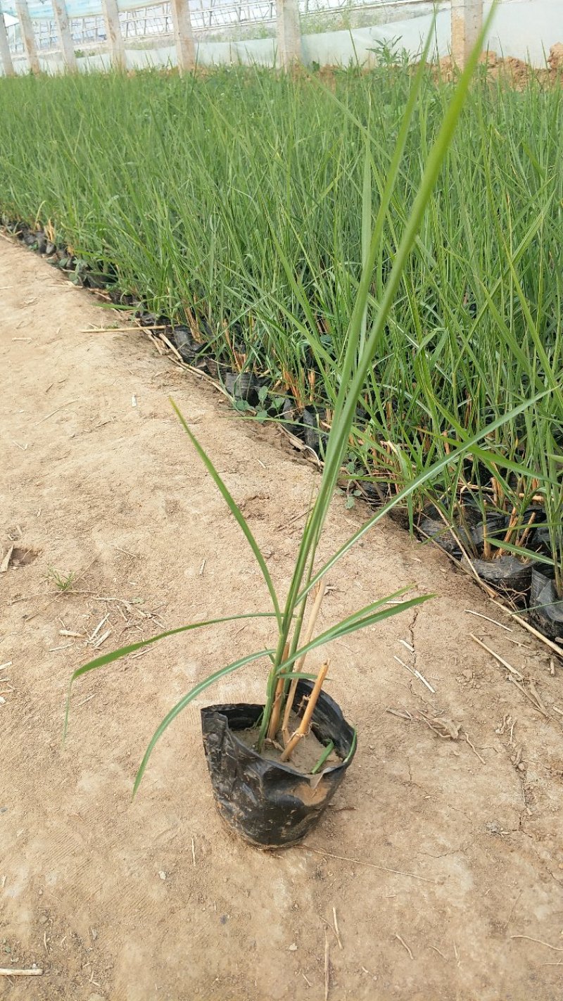 细叶芒一手货源大量有货质优价廉