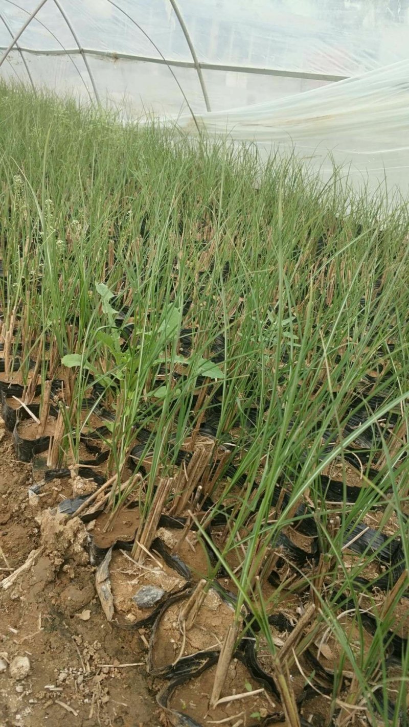 细叶芒一手货源大量有货质优价廉