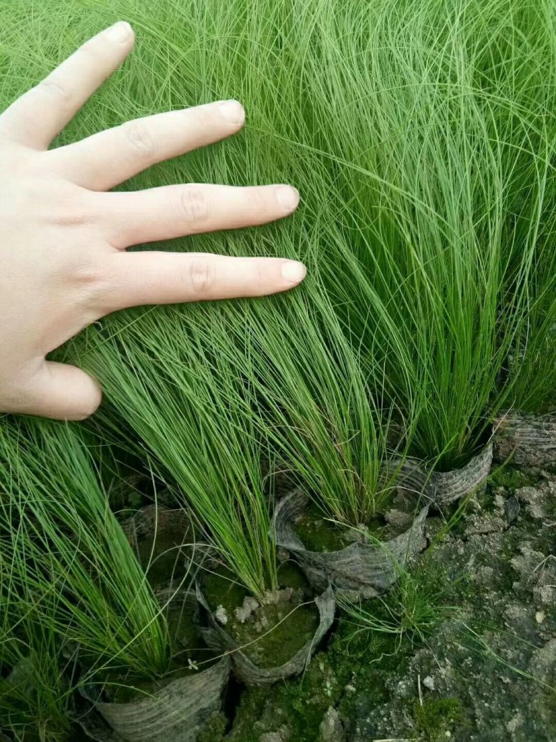 细叶针矛细颈针芒墨西哥羽毛草细茎针矛