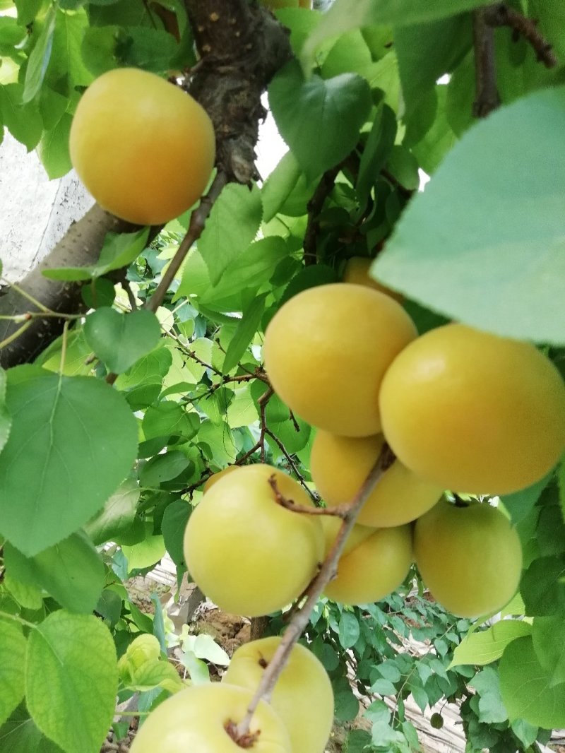 金太阳杏产地直发