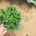 小盆薄荷大量出货