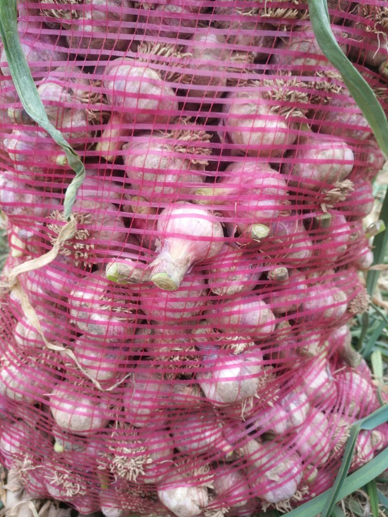鲜蒜