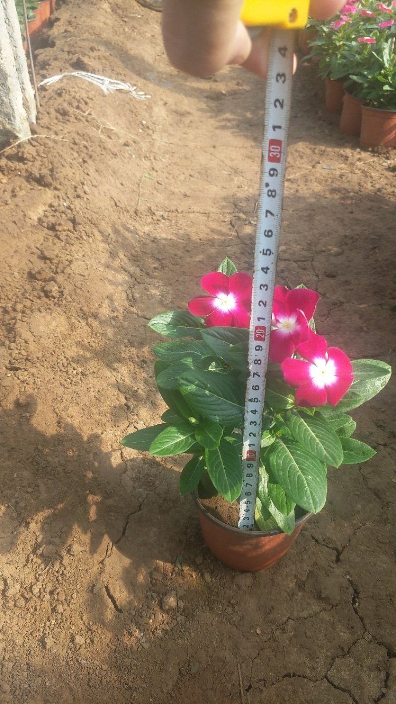 长春花（天天开）质优价廉常年供应