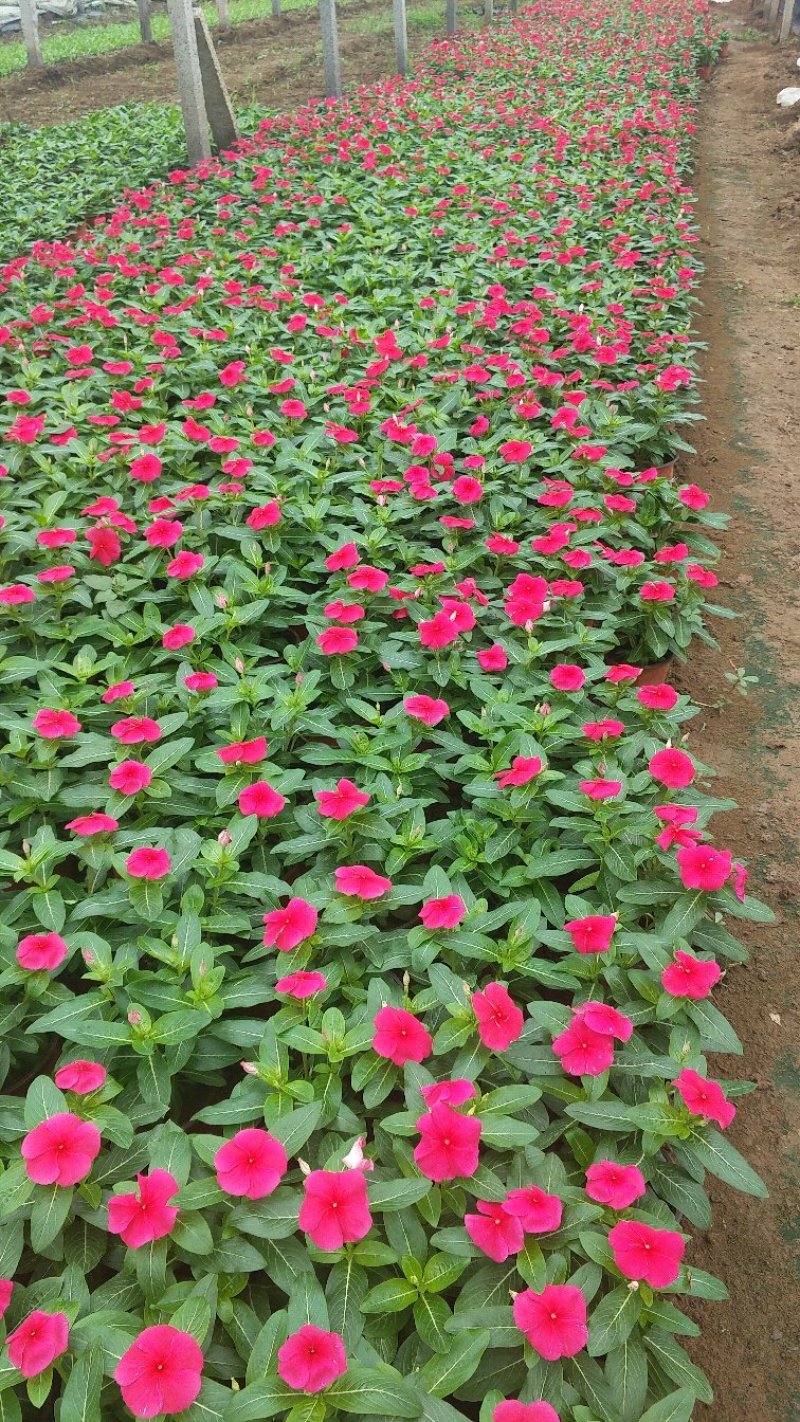 长春花（天天开）质优价廉常年供应