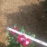 长春花(天天开)质优价廉常年供应