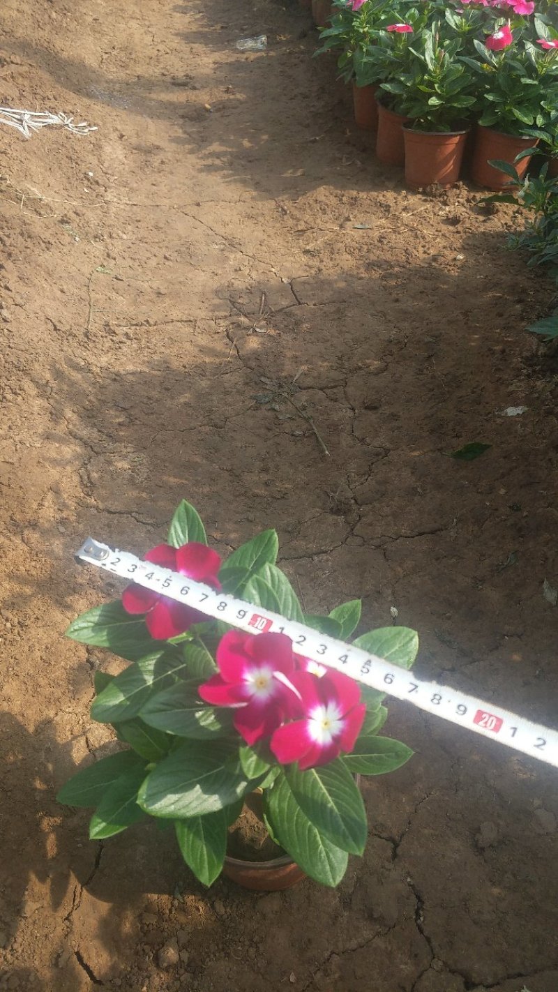 长春花（天天开）质优价廉常年供应