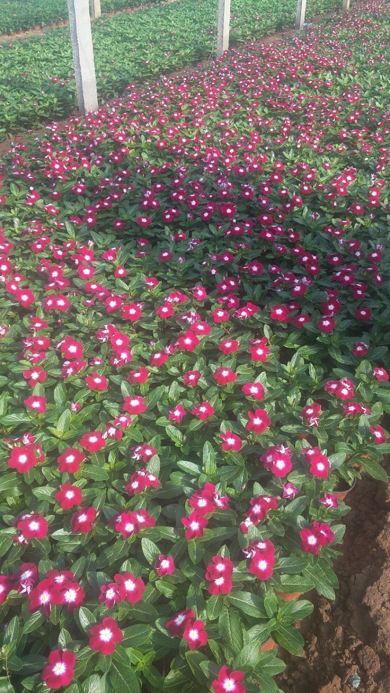 长春花（天天开）质优价廉常年供应
