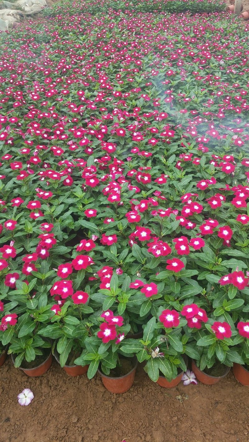 长春花（天天开）质优价廉常年供应