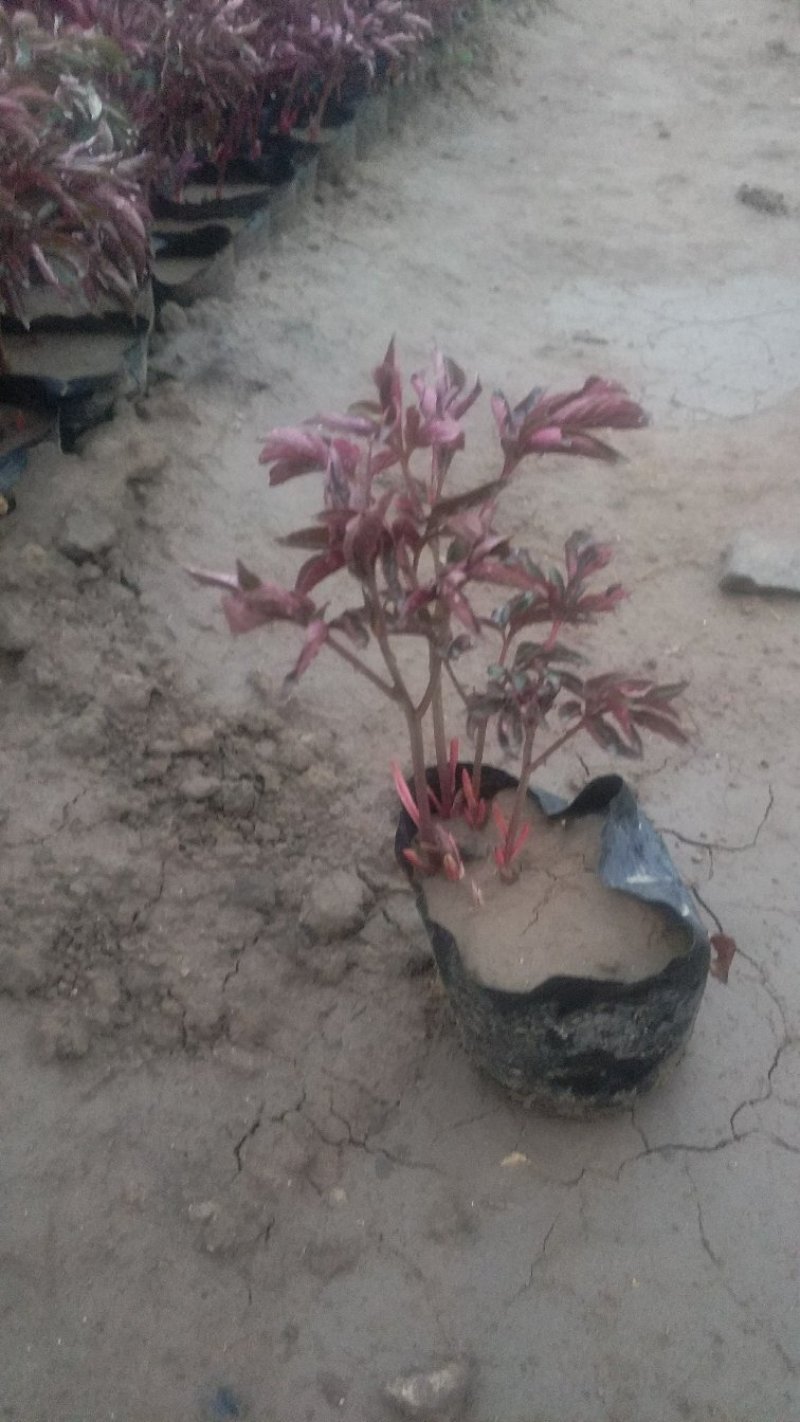 芍药观赏芍药基地直供欢迎选购