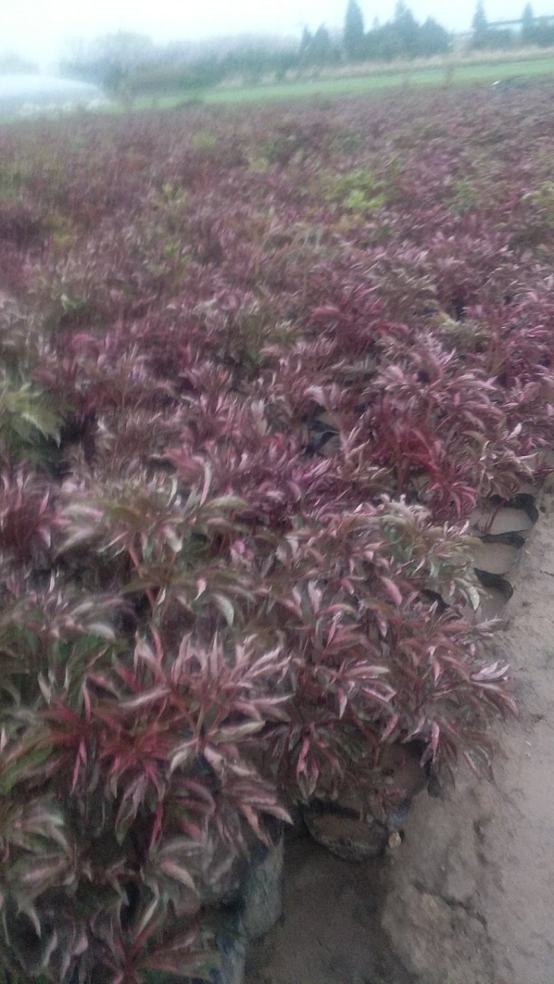 芍药观赏芍药基地直供欢迎选购