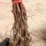 葡萄苗