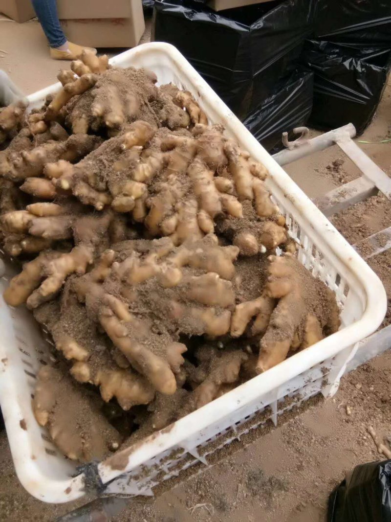 沂水生姜