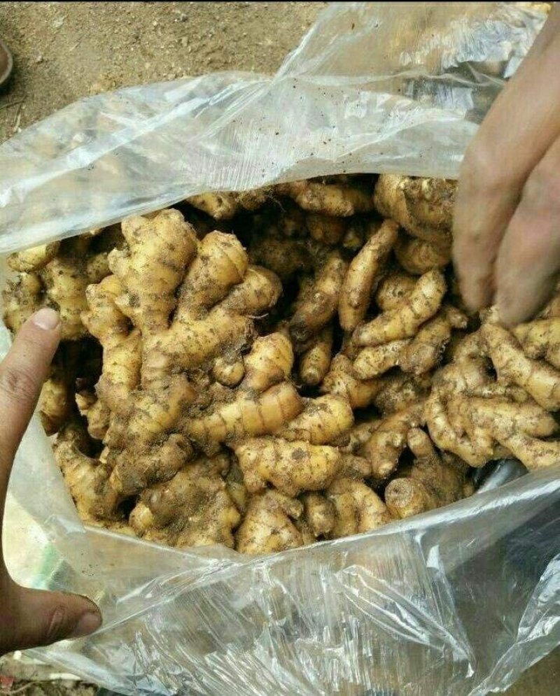 山东优质小黄姜常年供货，水洗加工，专业团队