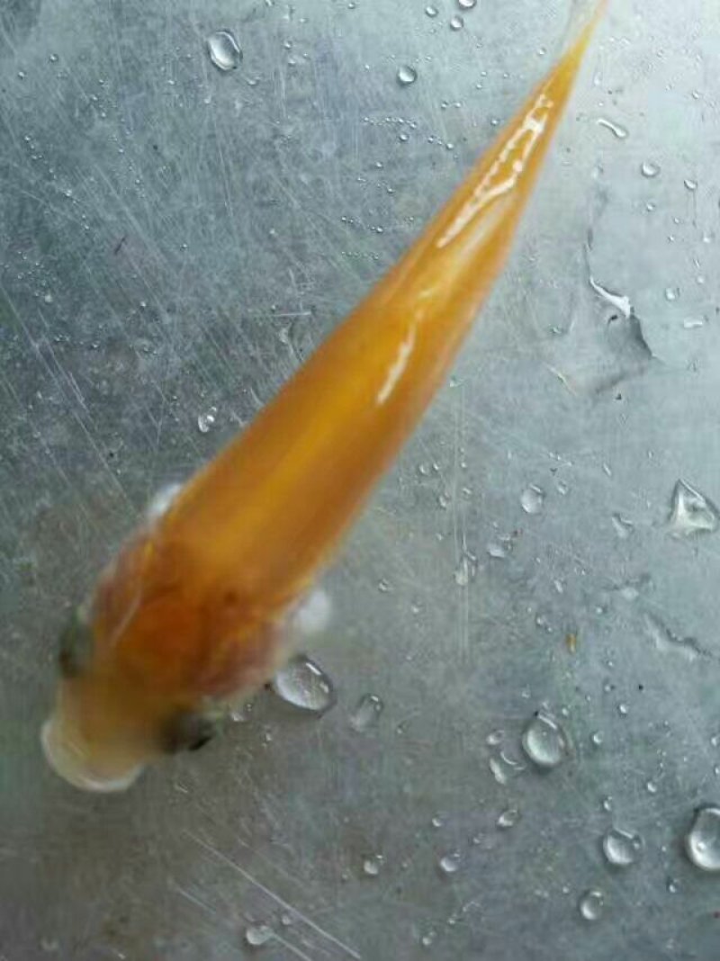 金草鱼苗金鲩鱼苗金丝鲩鱼黄金草鱼苗俄罗斯金丝草鱼