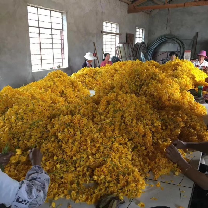 鼓槌石斛花云南干货500克起包邮量大从优