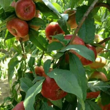 油潘桃价格大荔县油潘桃基地油潘桃产地