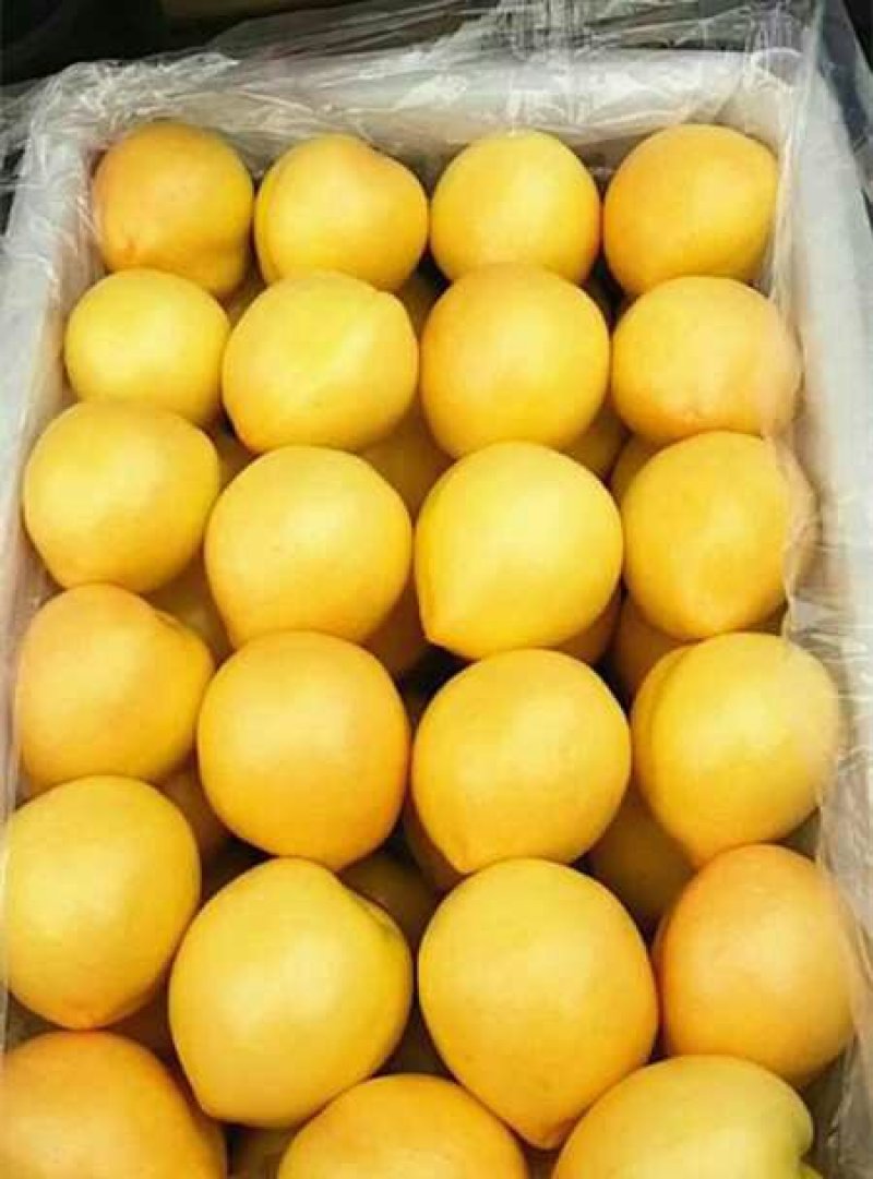 黄金蜜4号桃苗，品种保证，保湿发货，包成活