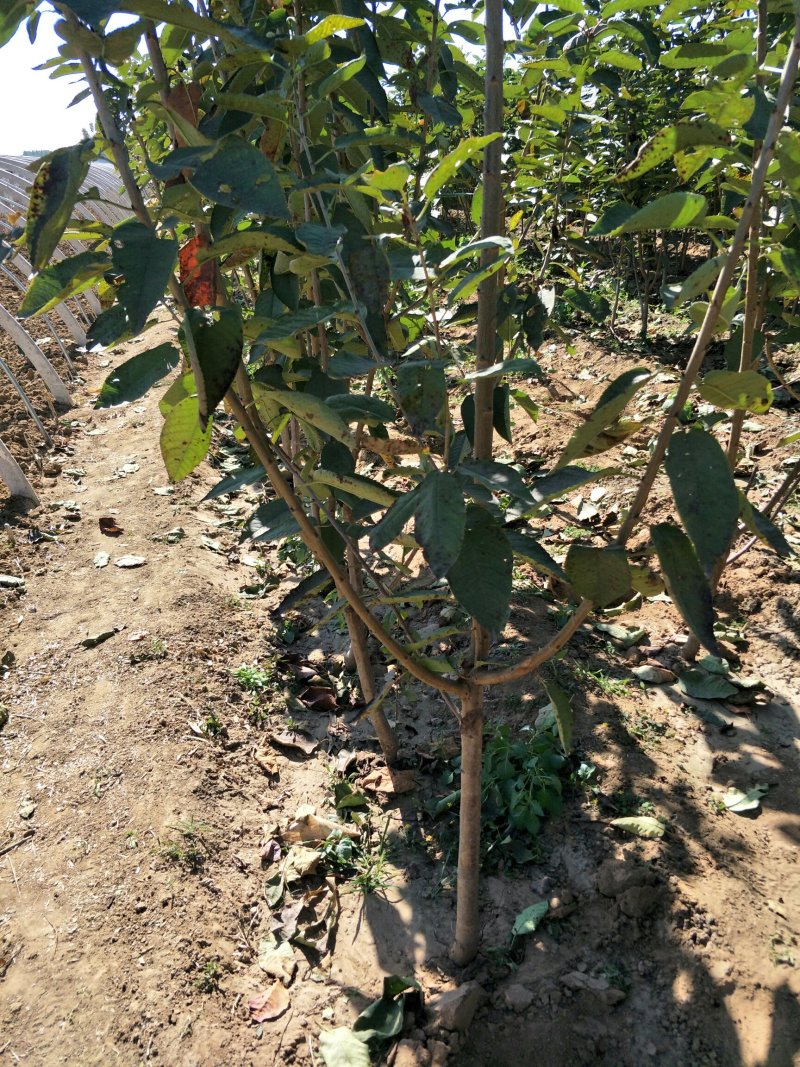 苗木种苗萨米脱樱桃苗，高丰产，宜管理，欢迎选购