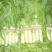 红叶香莴笋