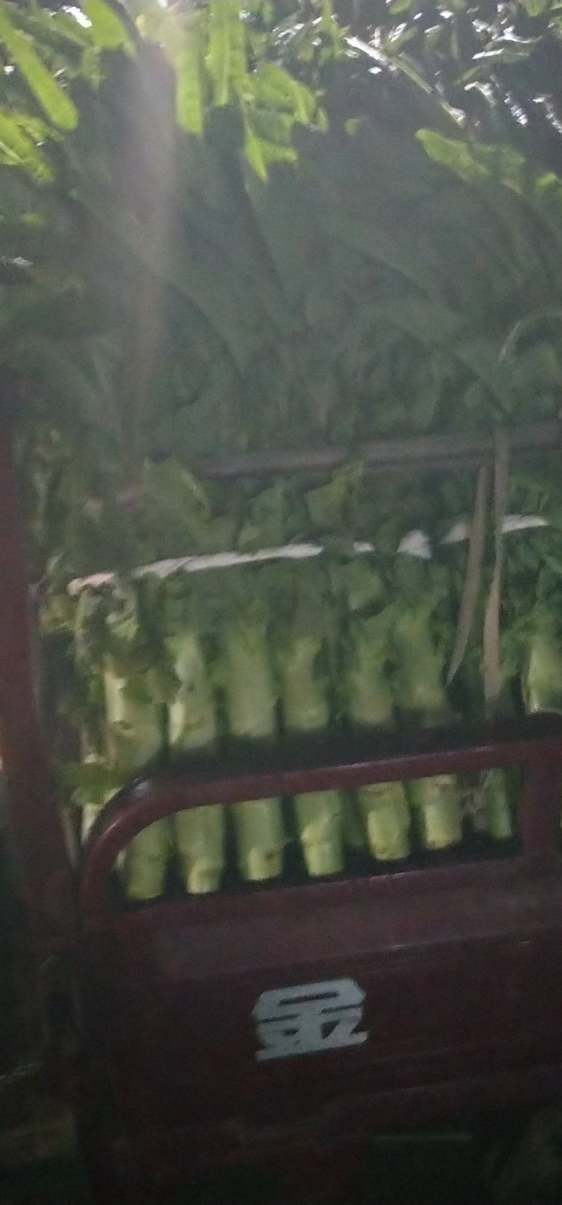 红叶香莴笋