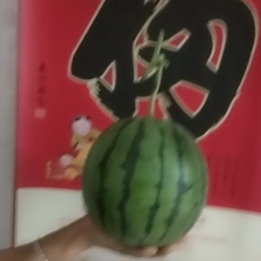 大漠吊瓜，欢迎新老客户前来考察。