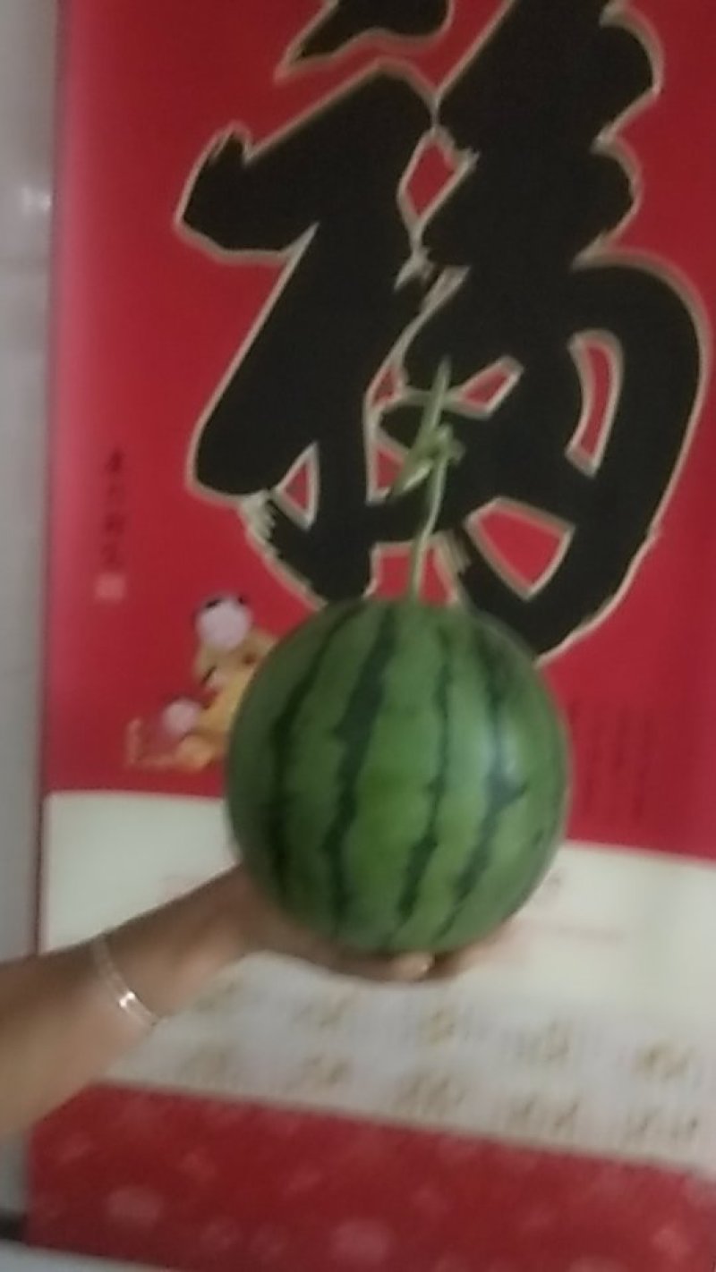 大漠吊瓜，欢迎新老客户前来考察。