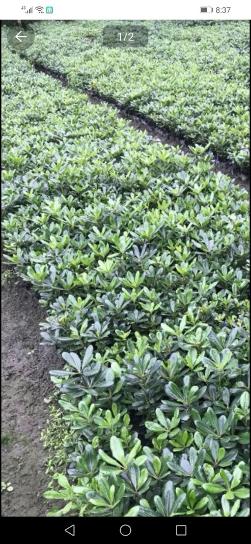 海桐杯苗