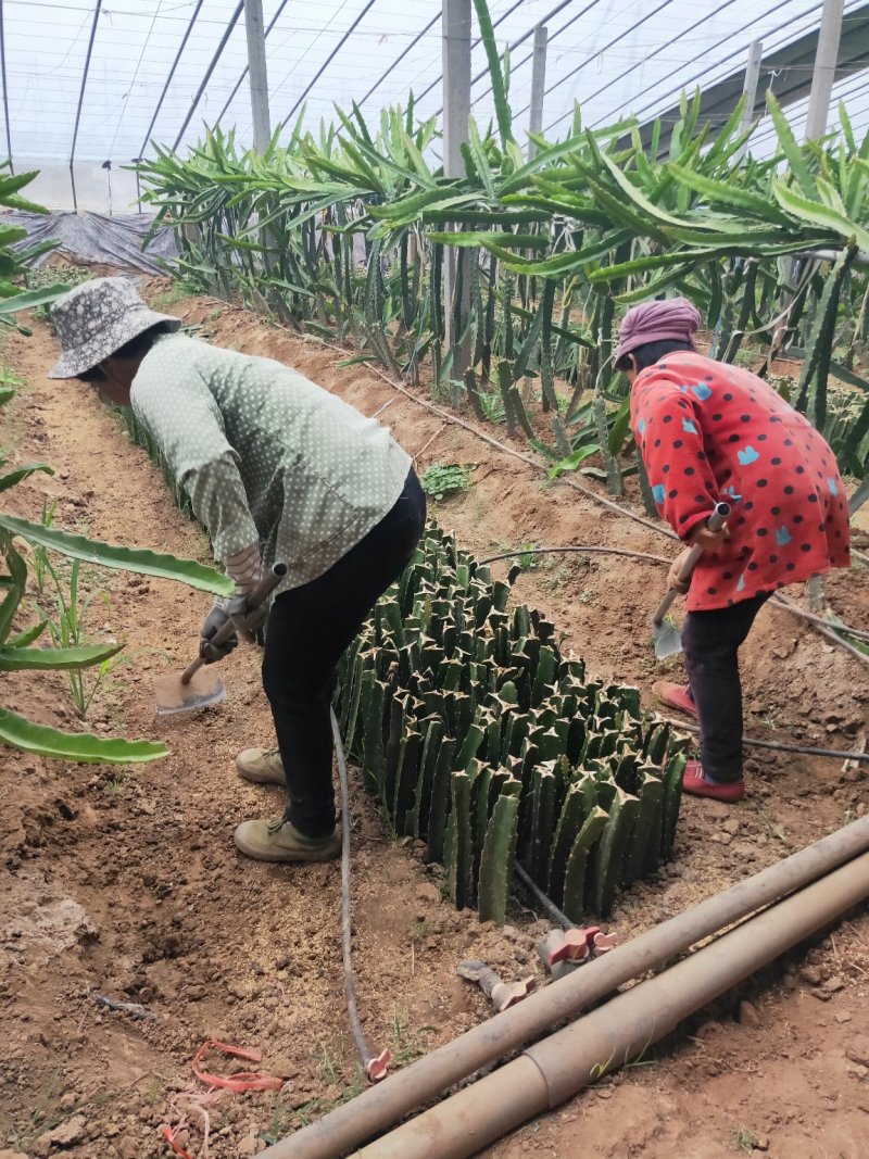 红心火龙果苗