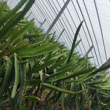 红心火龙果苗