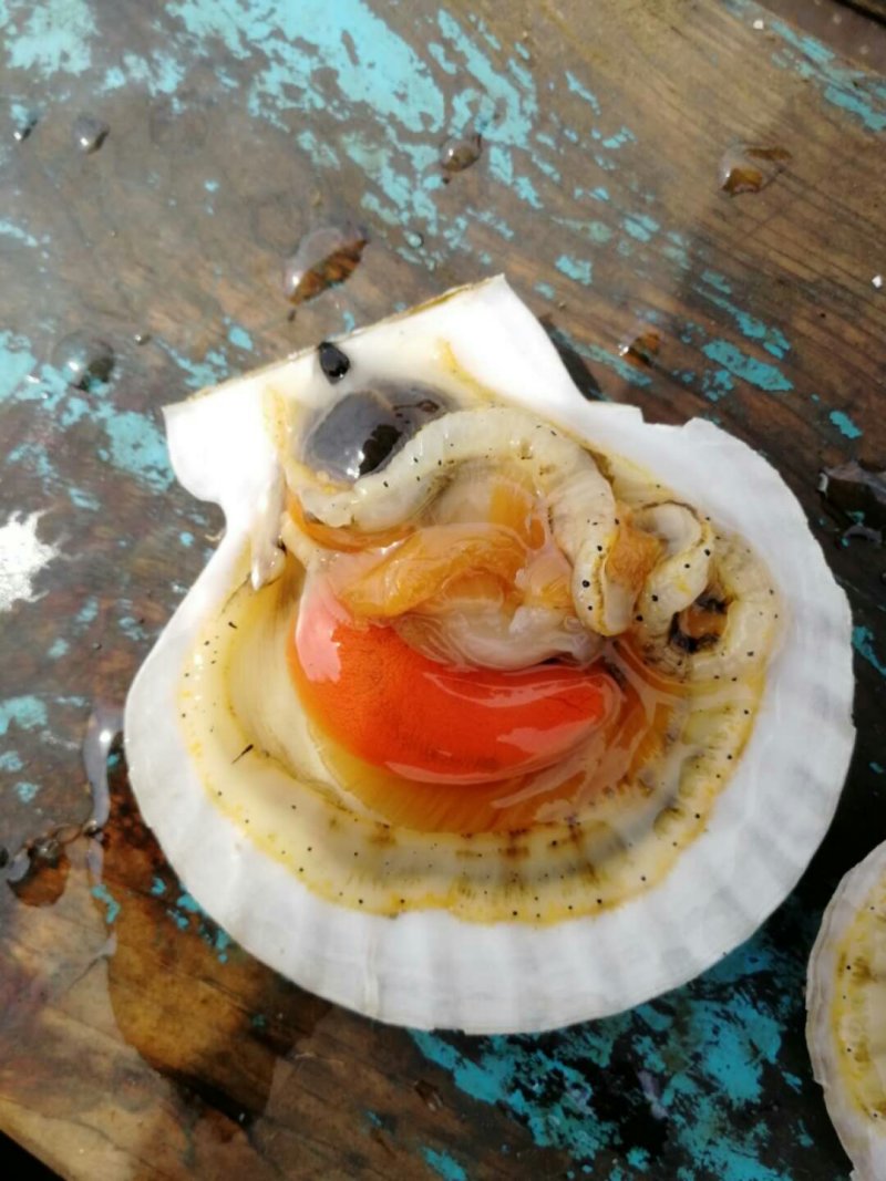 扇贝出售