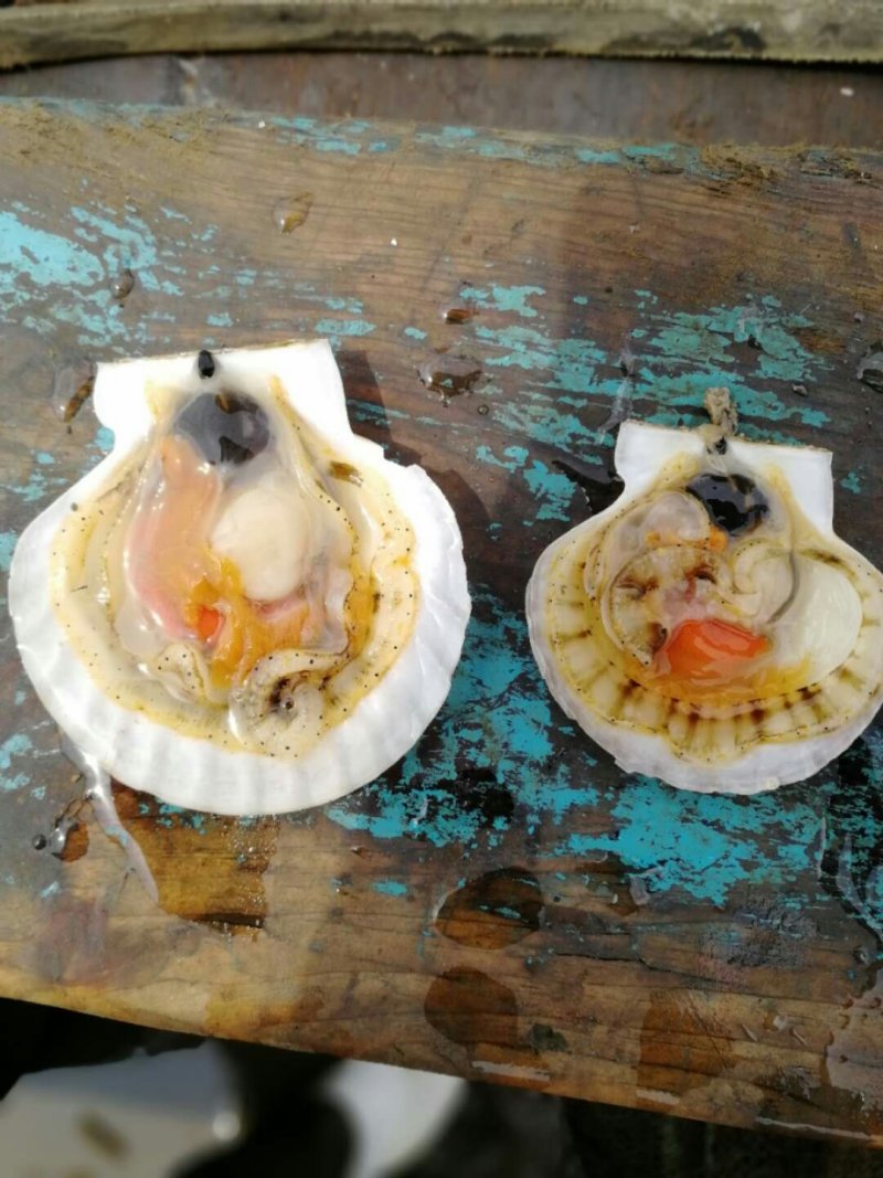 扇贝出售