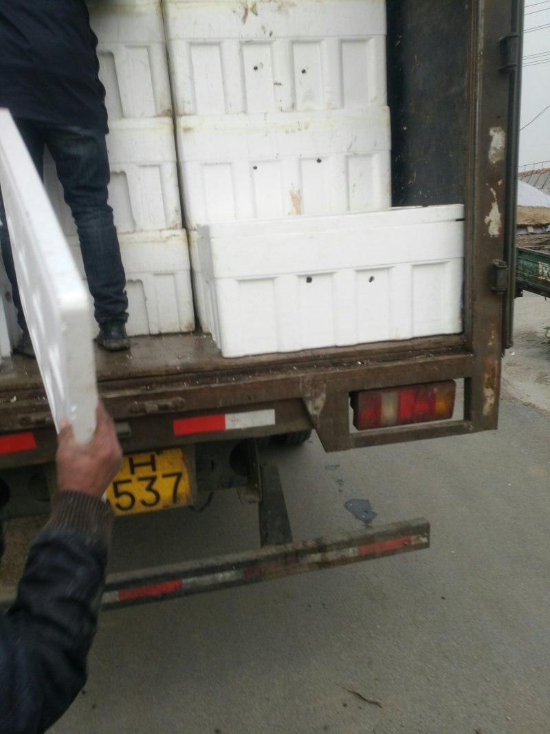 盘锦河蟹苗