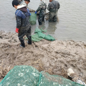盘锦河蟹苗