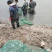 盘锦河蟹苗