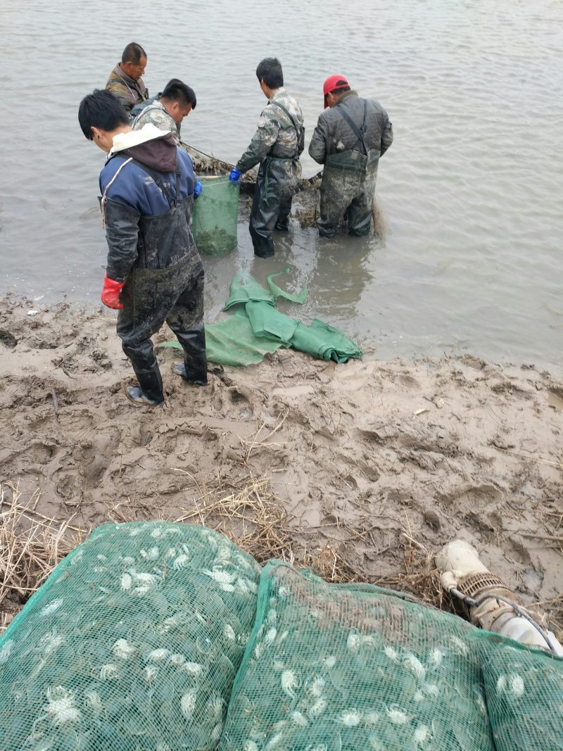 盘锦河蟹苗