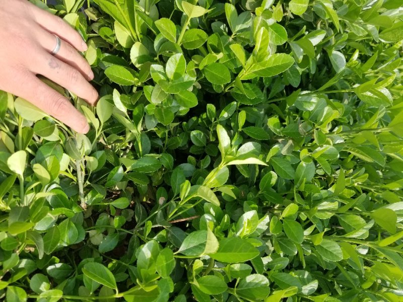 高度3-35厘米卫矛