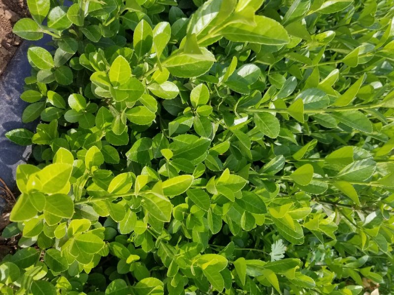 高度3-35厘米卫矛
