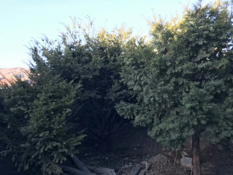 乔木灌木红豆杉，大型树