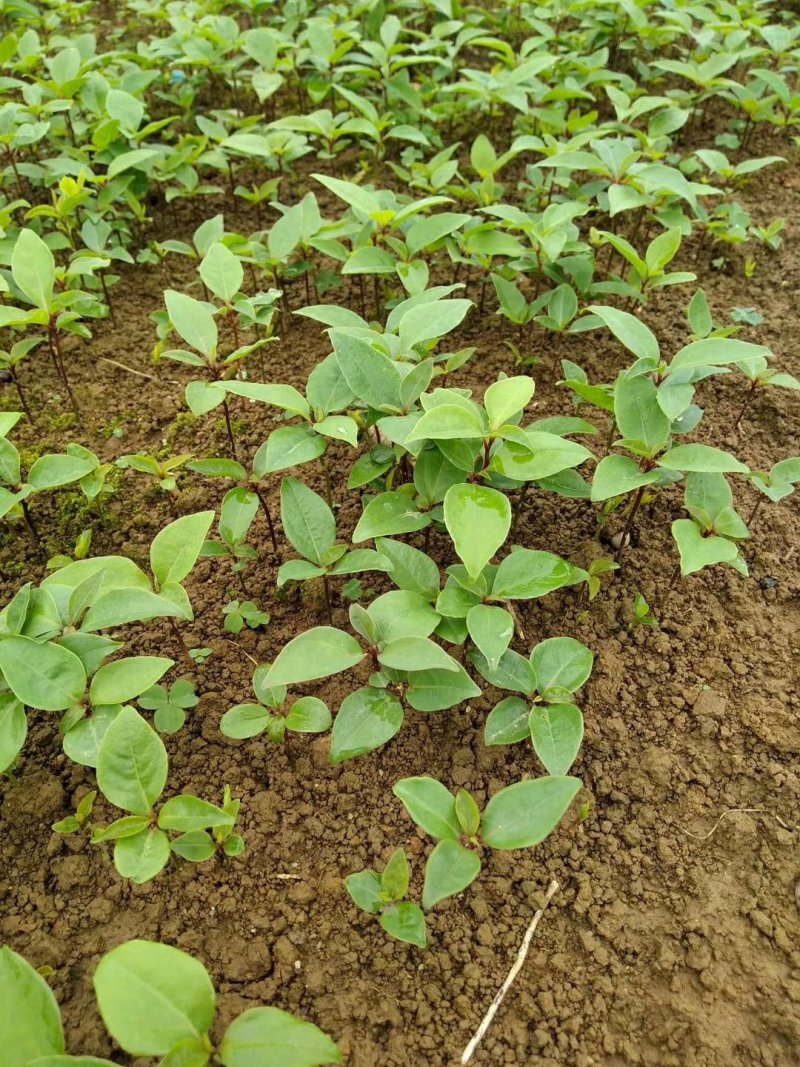 香樟树苗樟树苗小叶香樟树苗香樟芽苗顺丰包邮