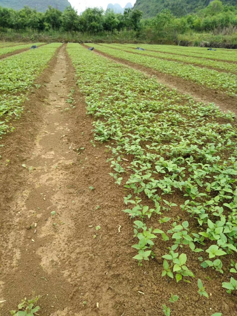 香樟树苗樟树苗小叶香樟树苗香樟芽苗顺丰包邮