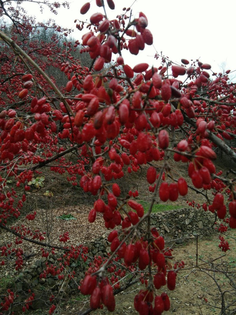 半野生朱砂点苍术种子，基地直销，一手货源，