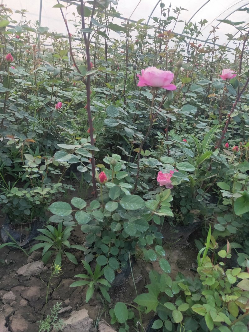 月季梦之光环