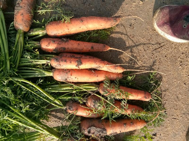 三红胡萝卜，产地直供，大量上市，货源充足