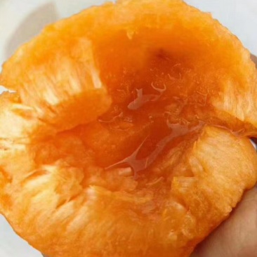 金太阳杏