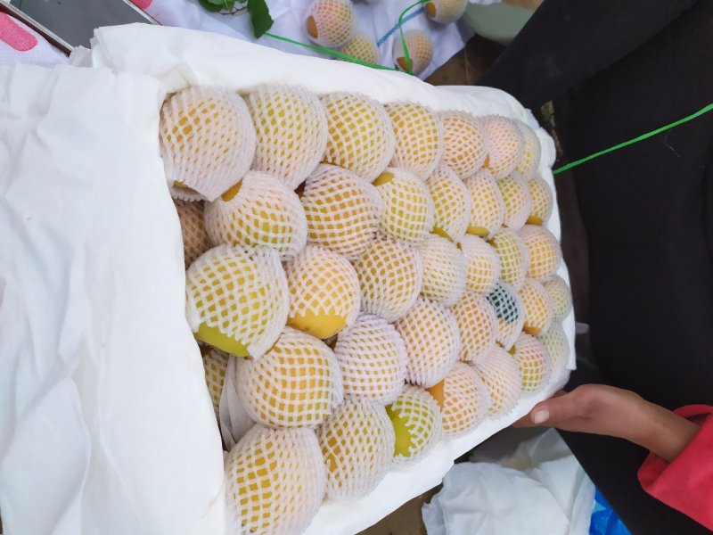 金太阳杏