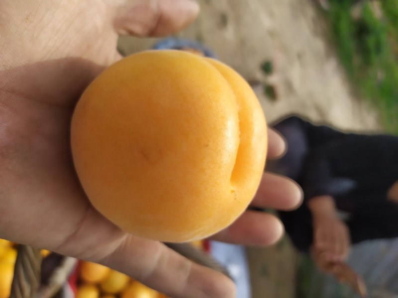 金太阳杏