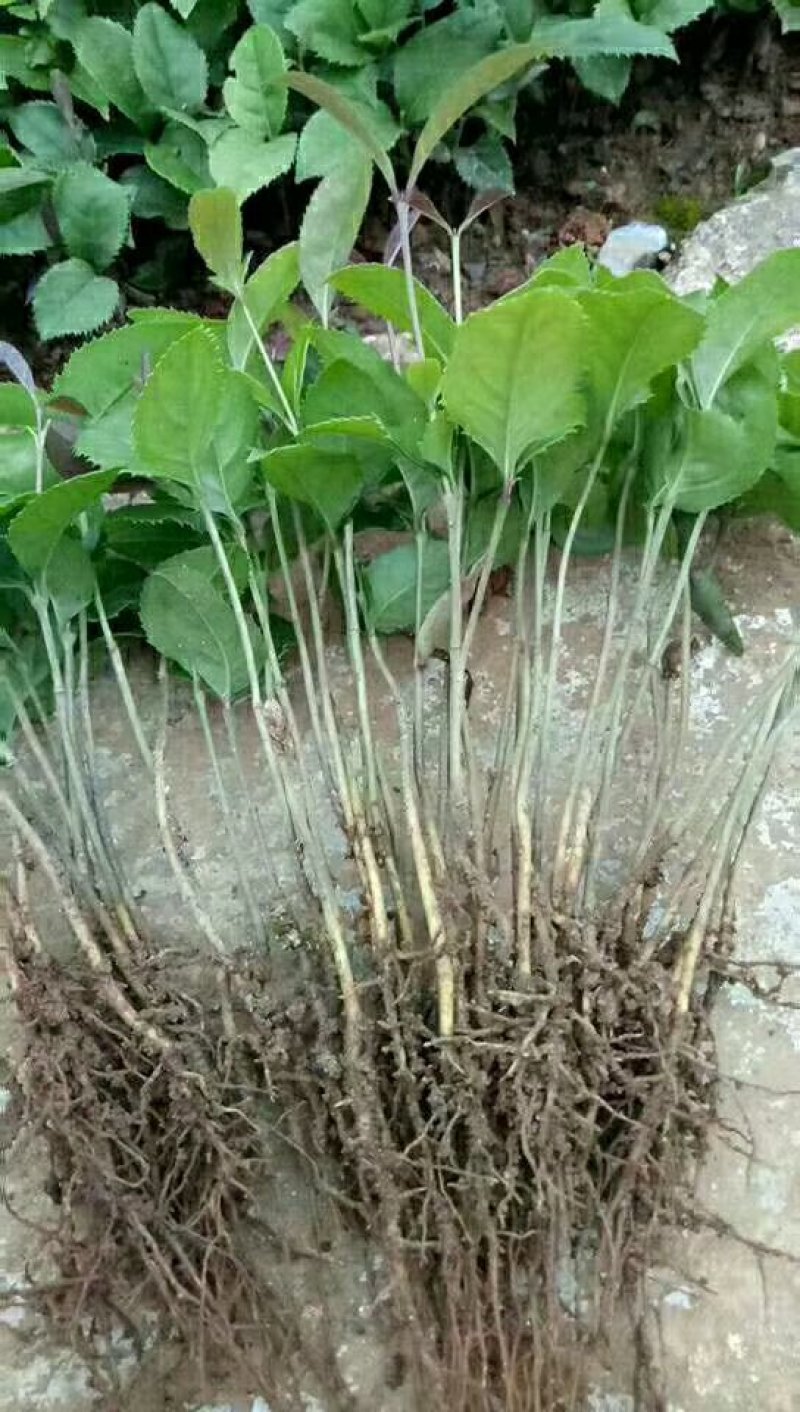桂花苗，八月金桂树苗包邮广西桂林产地直销包邮