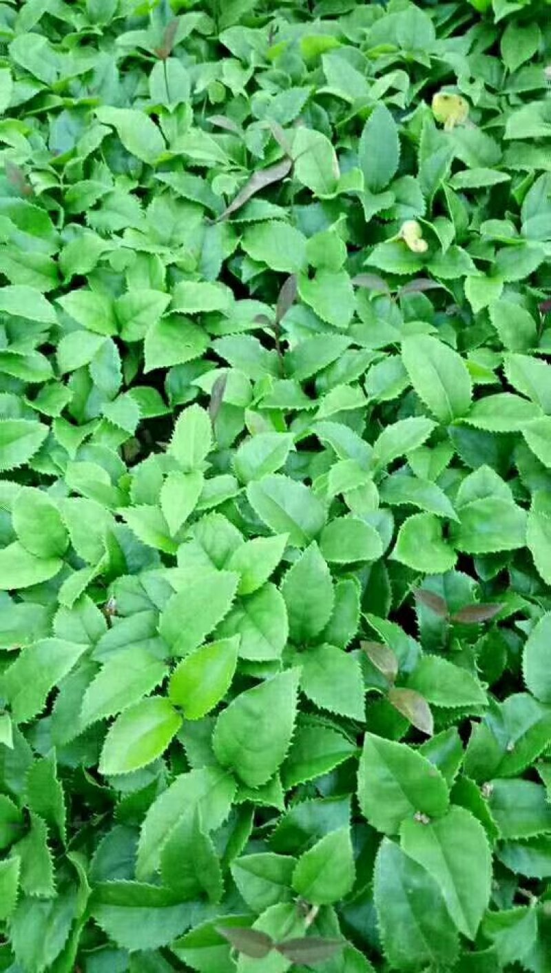 桂花苗，八月金桂树苗包邮广西桂林产地直销包邮
