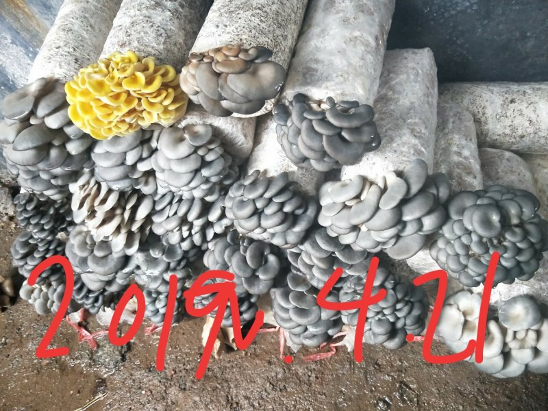 常年出售平菇。榆黄蘑岀菇菌包，