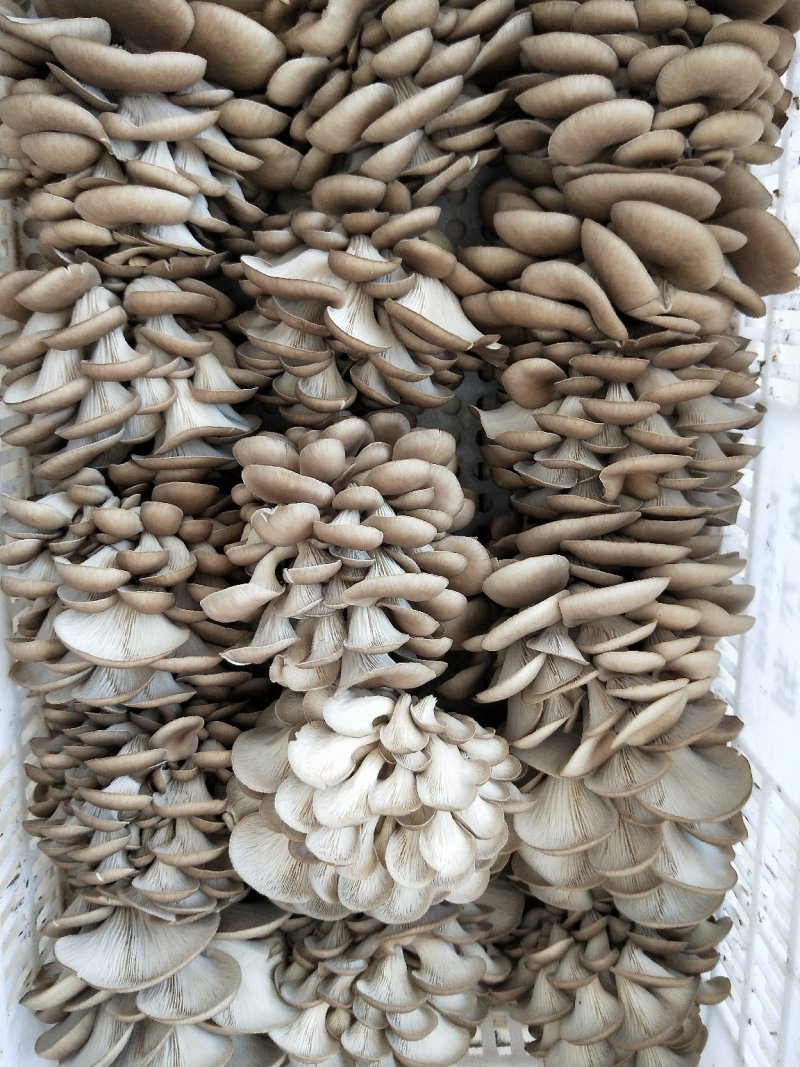 常年出售平菇。榆黄蘑岀菇菌包，